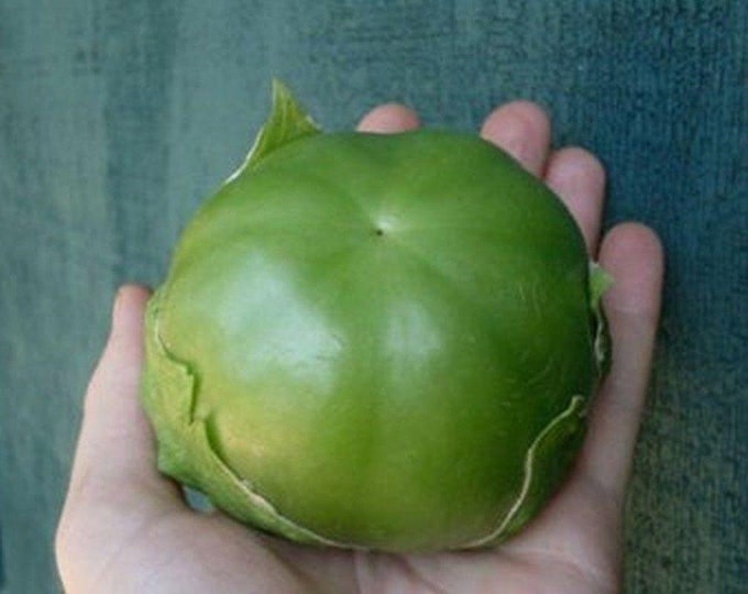 Gigante Tomatillo Seeds Etsy