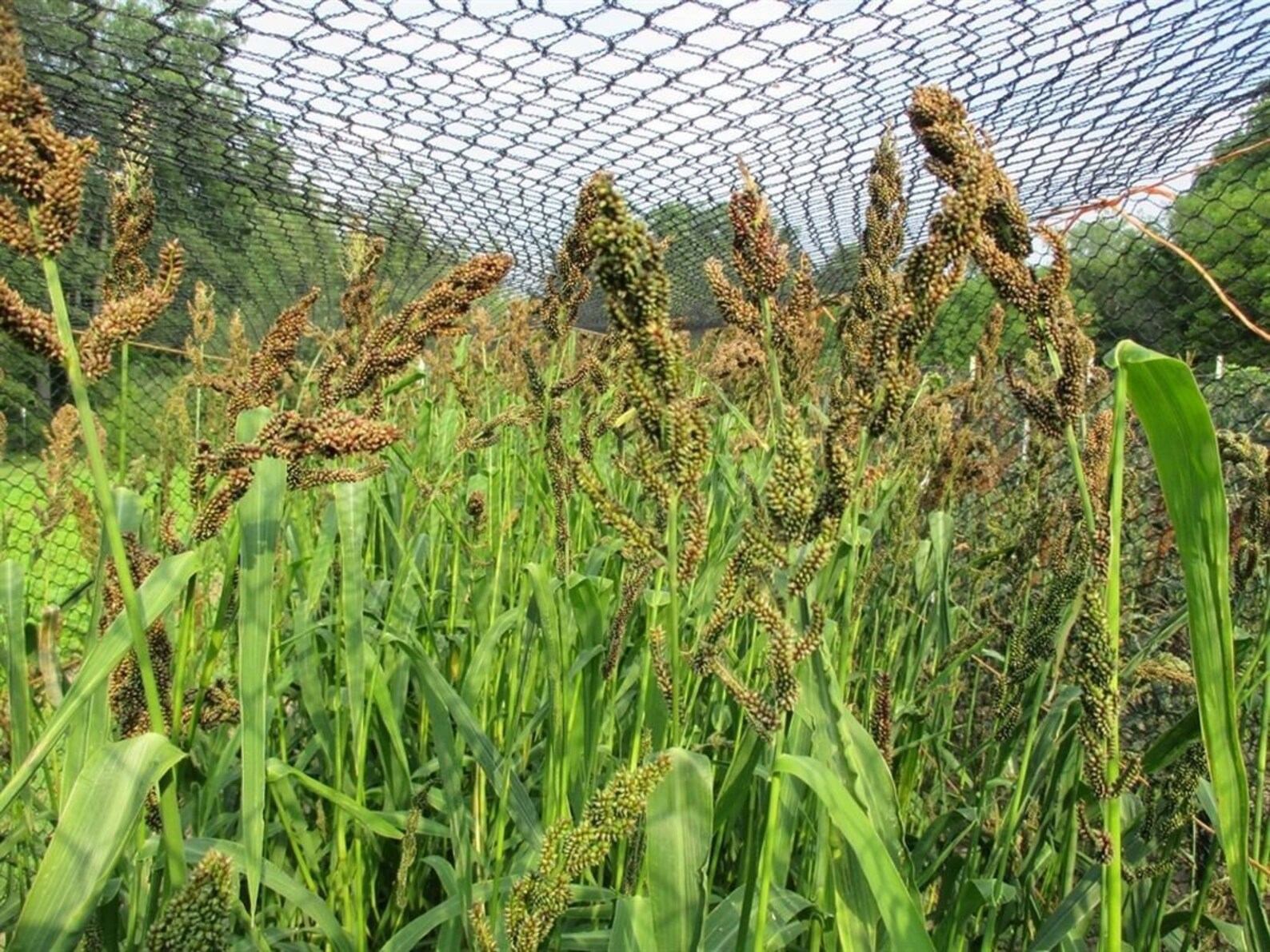 Japanese Millet Seeds Etsy