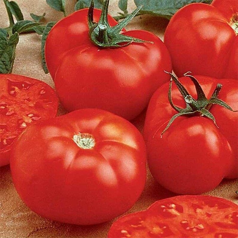 Ball's Beefsteak Hybrid Tomato Seeds Etsy