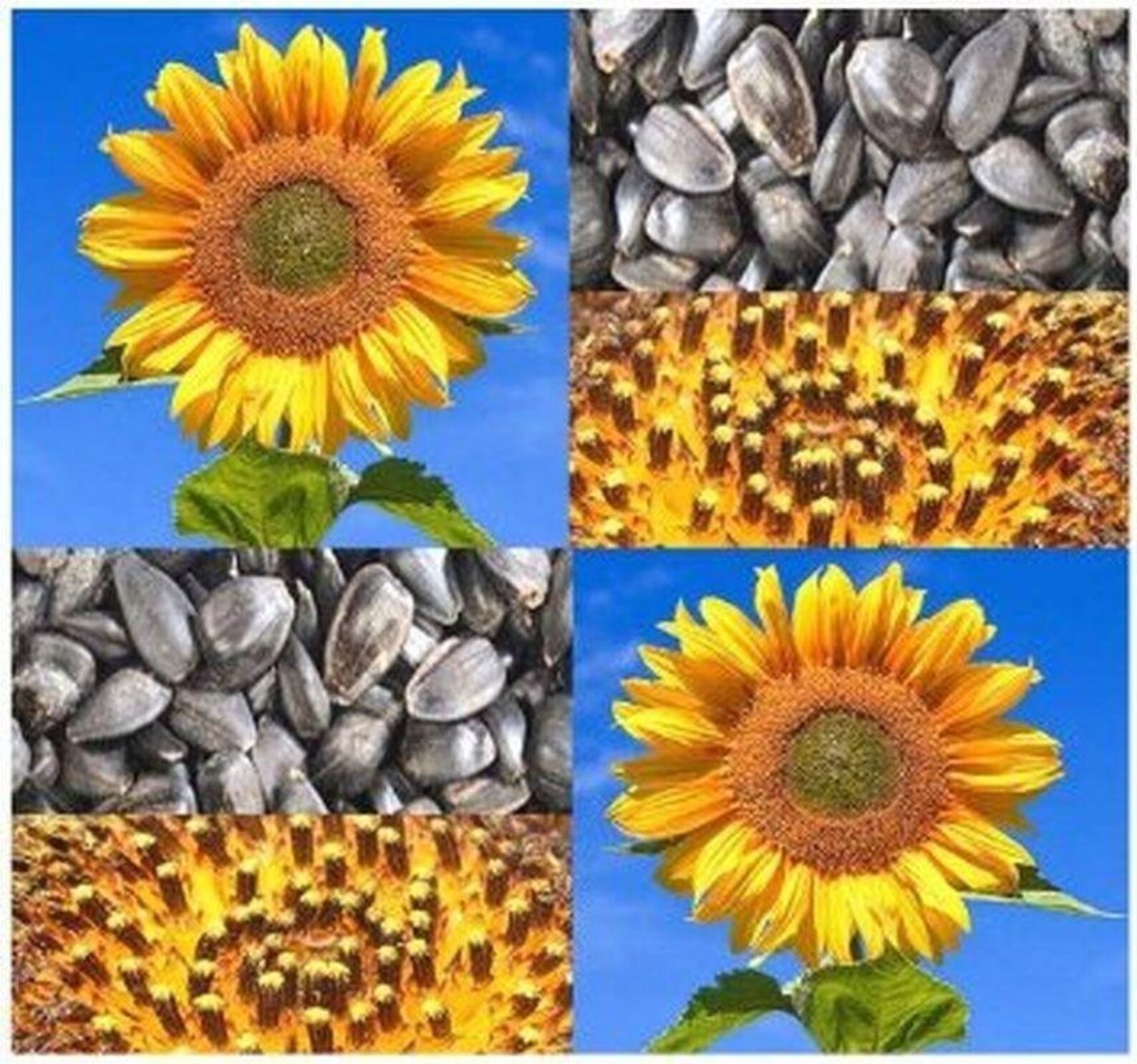 Peredovik Sunflower Seeds Etsy