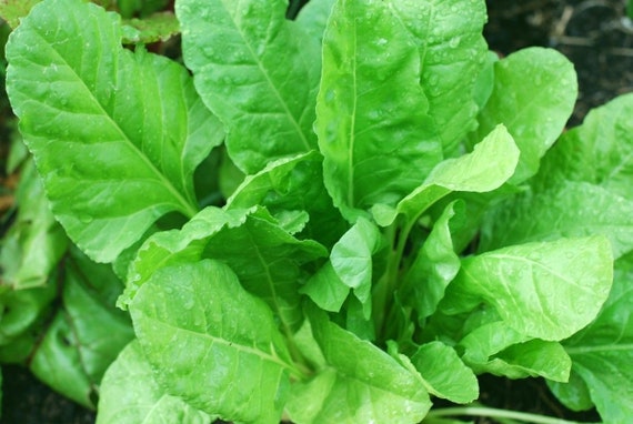 All Weather 3000 Seeds *Guaranteed Seeds* Italian Spinach F1 Vegetable All Weather 3000 Seeds *Guaranteed Seeds* Italian Spinach F1 Vegetable