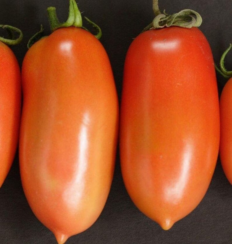 La Roma III Red Hybrid Tomato Seeds Etsy