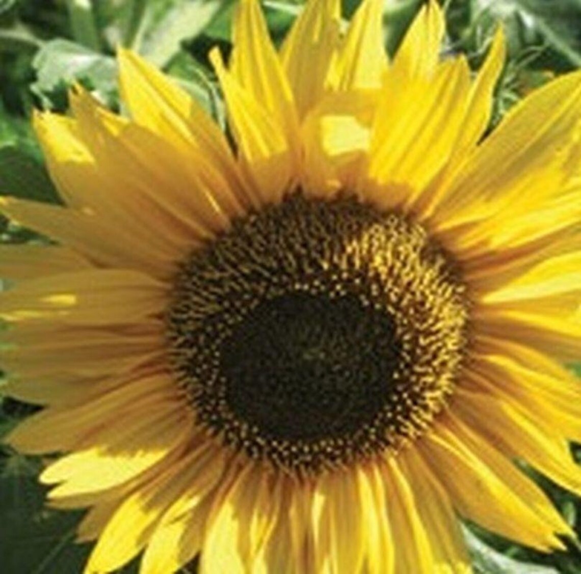 Peredovik Sunflower Seeds Etsy