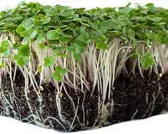 ONION LEEK Seeds Sprouting Organic 2500+ 10 G Microgreens Anticancer Microgreen ONION LEEK Seeds Sprouting Organic 2500+ 10 G Microgreens Anticancer Microgreen