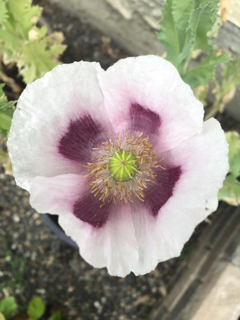 Izmir Tasmanian Purple Poppy 1000+ seeds