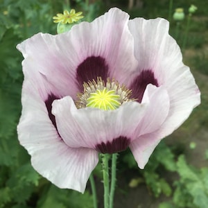 Izmir Bush Poppy (1000+ seeds)