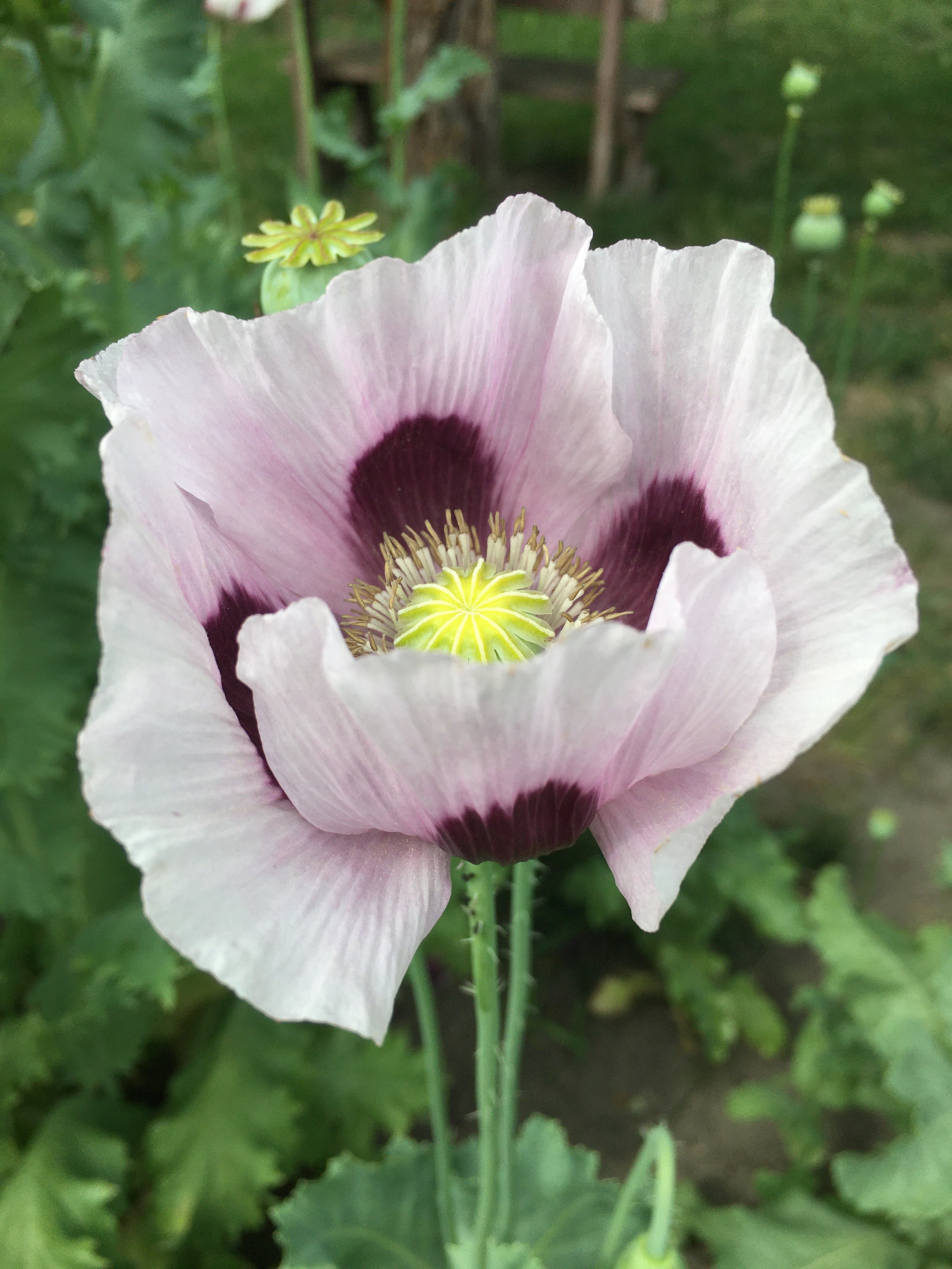 Poppy seeds - Etsy 日本