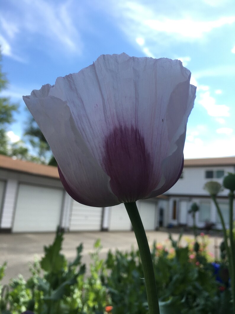 Izmir Tasmanian Purple Poppy 1000+ seeds