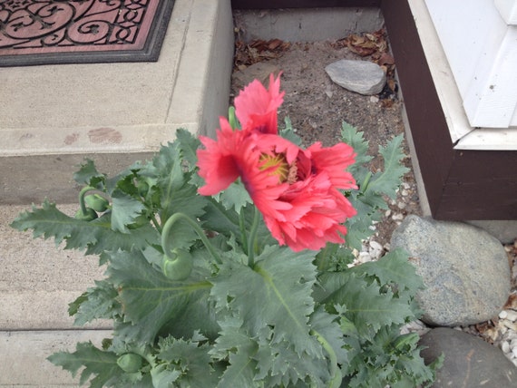 Izmir Okanagan Bush Poppy 1000+ seeds