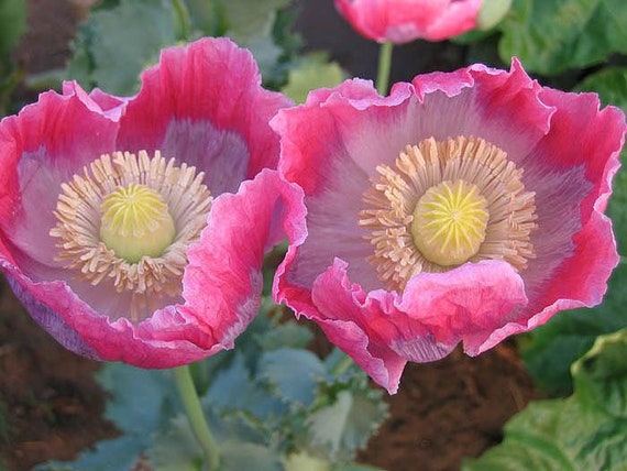 Poppy 1000+ seeds Izmir Pink Cloud 