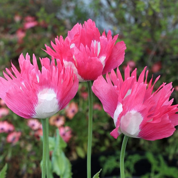 Izmir Afghan Pink Special Poppy (Galania) (500+ seeds)