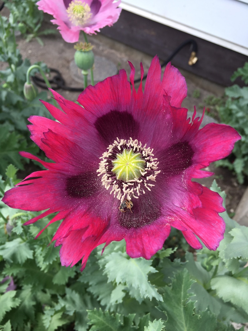 Izmir Tasmanian Purple Poppy 1000+ seeds