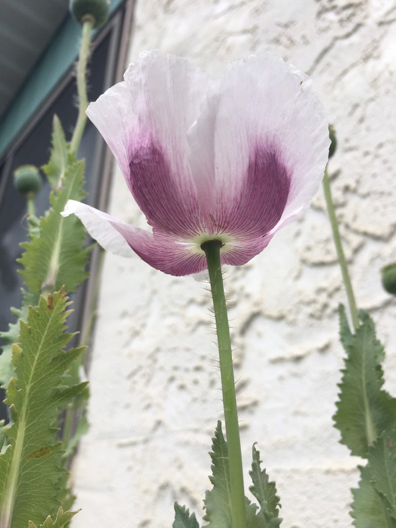 Izmir Tasmanian Purple Poppy 1000+ seeds