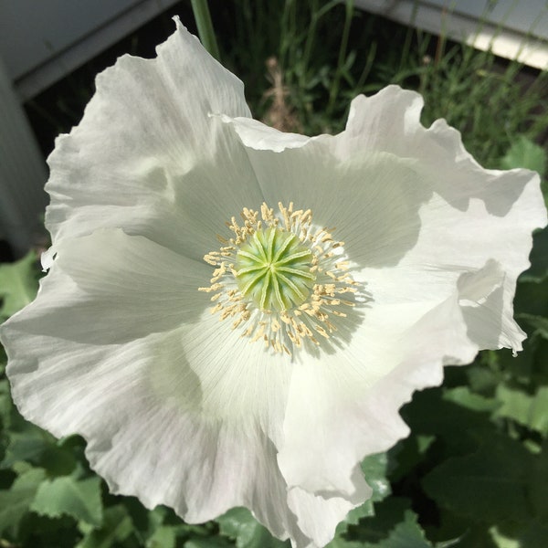 Izmir Afghan White Special Poppy (500+ seeds)