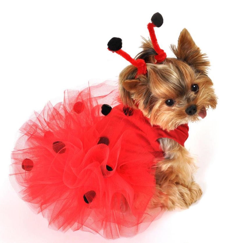 Ladybug Dog Costume Halloween Dog Costume Small Dog | Etsy