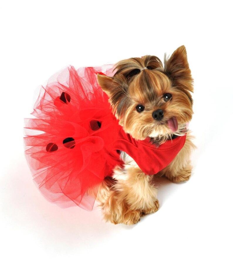 Ladybug Dog Costume Halloween Dog Costume Small Dog Etsy