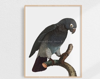 Parrot, Parrot Print,  Printable Wall Art, Digital Download, Printable Art, Digital Print, Printable Instant Download, Animal, Bird