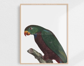 Parrot, Parrot Print,  Printable Wall Art, Digital Download, Printable Art, Digital Print, Printable Instant Download, Animal, Bird