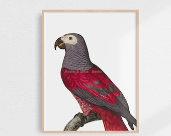Parrot, Parrot Print,  Printable Wall Art, Digital Download, Printable Art, Digital Print, Printable Instant Download, Animal, Bird
