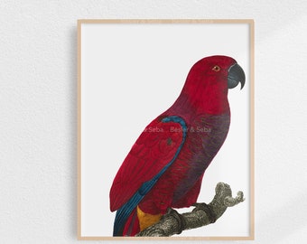 Parrot, Parrot Print,  Printable Wall Art, Digital Download, Printable Art, Digital Print, Printable Instant Download, Animal, Bird