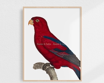 Parrot, Parrot Print,  Printable Wall Art, Digital Download, Printable Art, Digital Print, Printable Instant Download, Animal, Bird