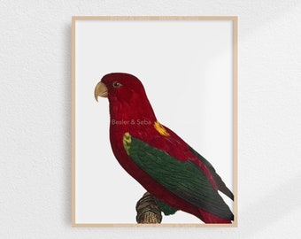 Parrot, Parrot Print,  Printable Wall Art, Digital Download, Printable Art, Digital Print, Printable Instant Download, Animal, Bird