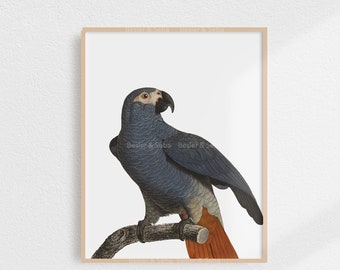 Parrot, Parrot Print,  Printable Wall Art, Digital Download, Printable Art, Digital Print, Printable Instant Download, Animal, Bird