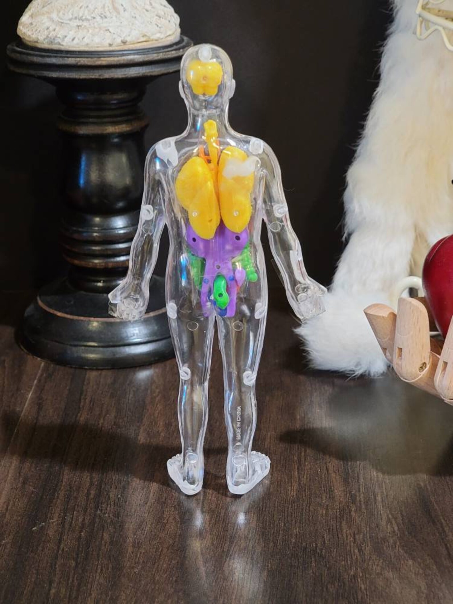 Clear Plastic Human Body Model Anatomy Invisible Man Etsy