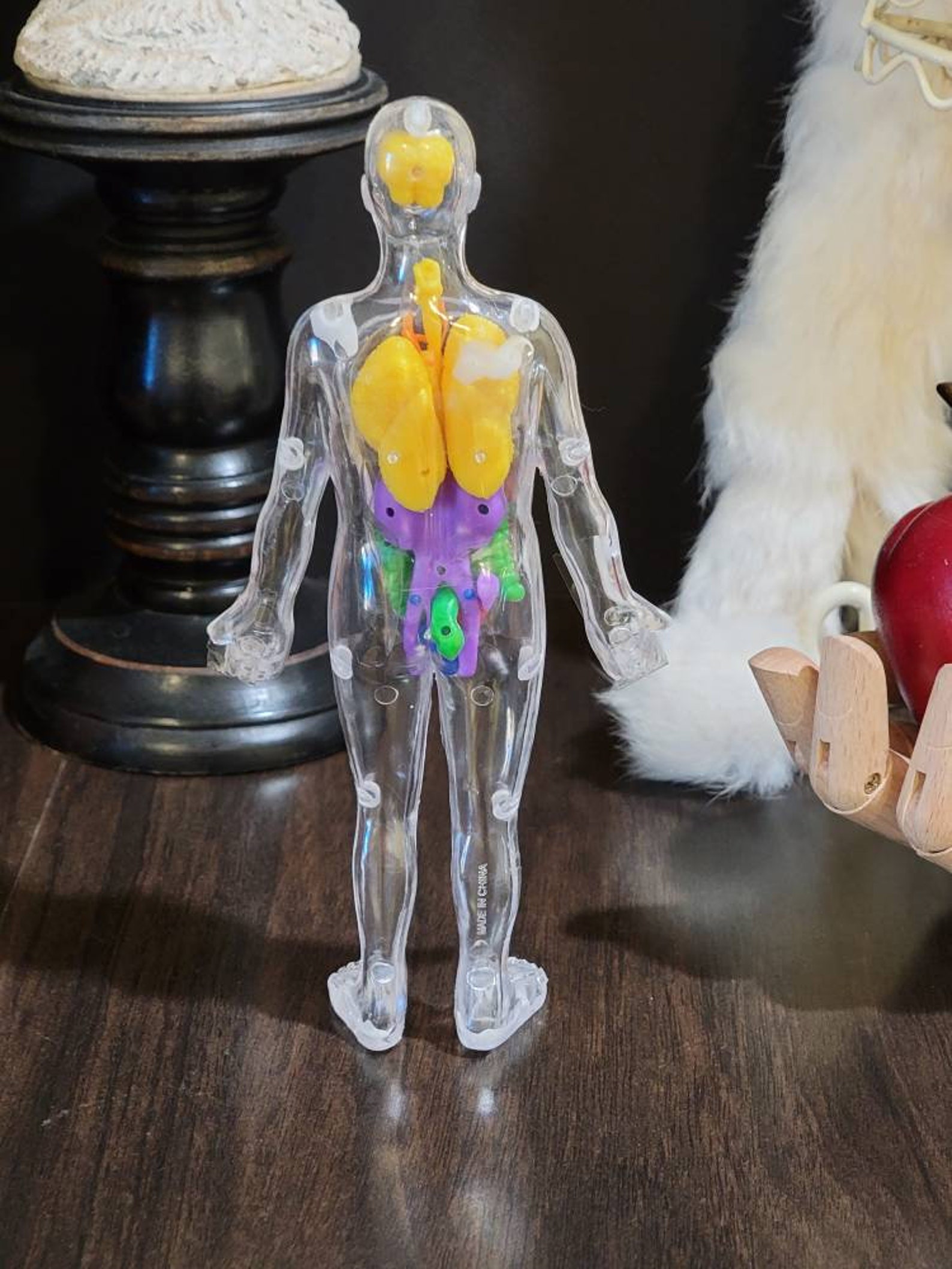 Clear Plastic Human Body Model Anatomy Invisible Man Etsy