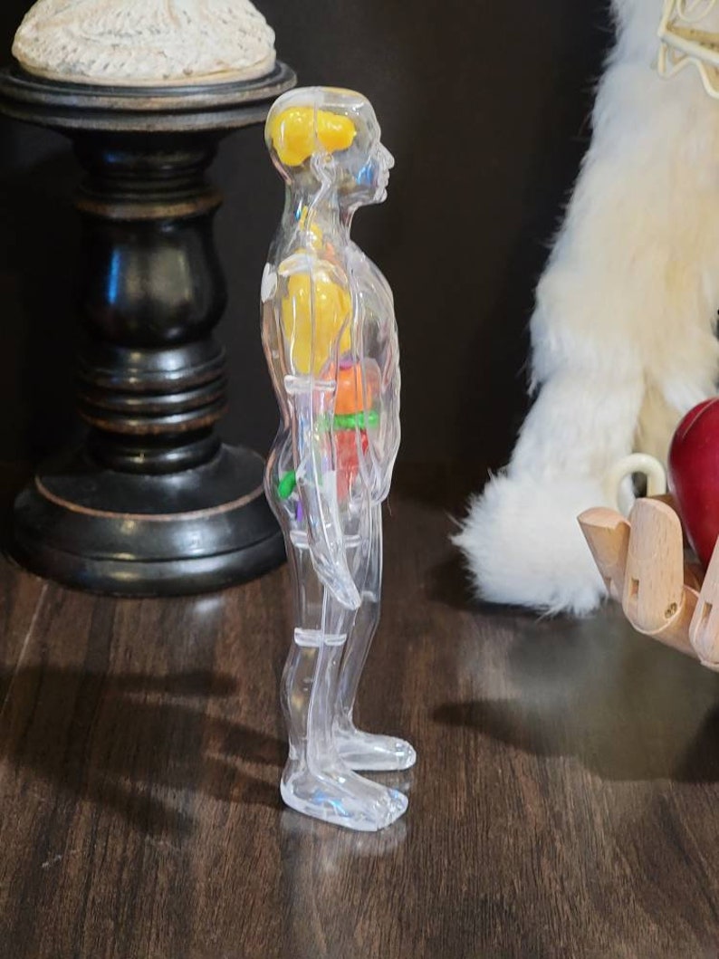 Clear Plastic Human Body Model Anatomy Invisible Man Etsy