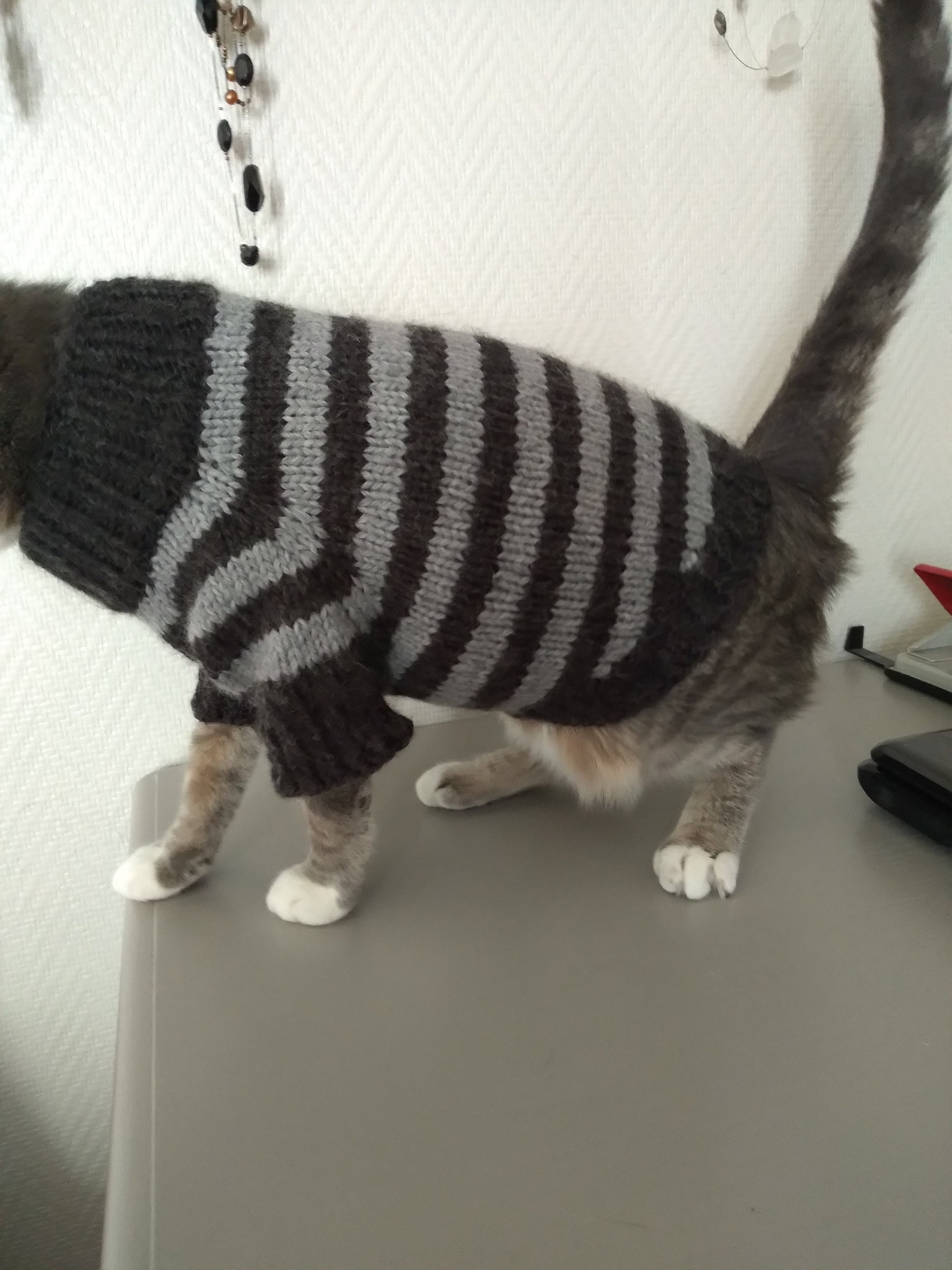 Pull Pour Chat Sphynx ou Petit Chien