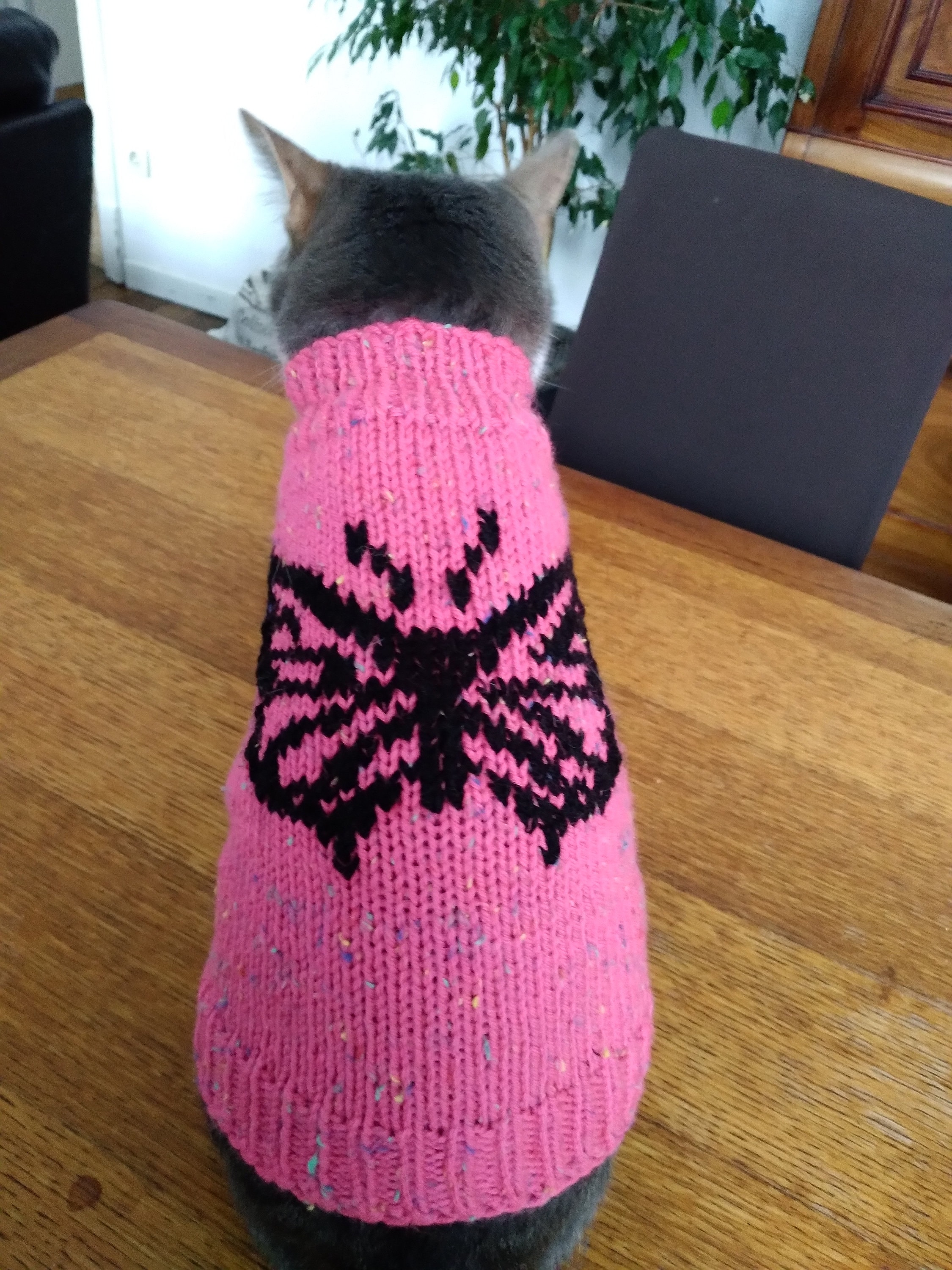 Pull Pour Petit Chien ou Chat Frileux