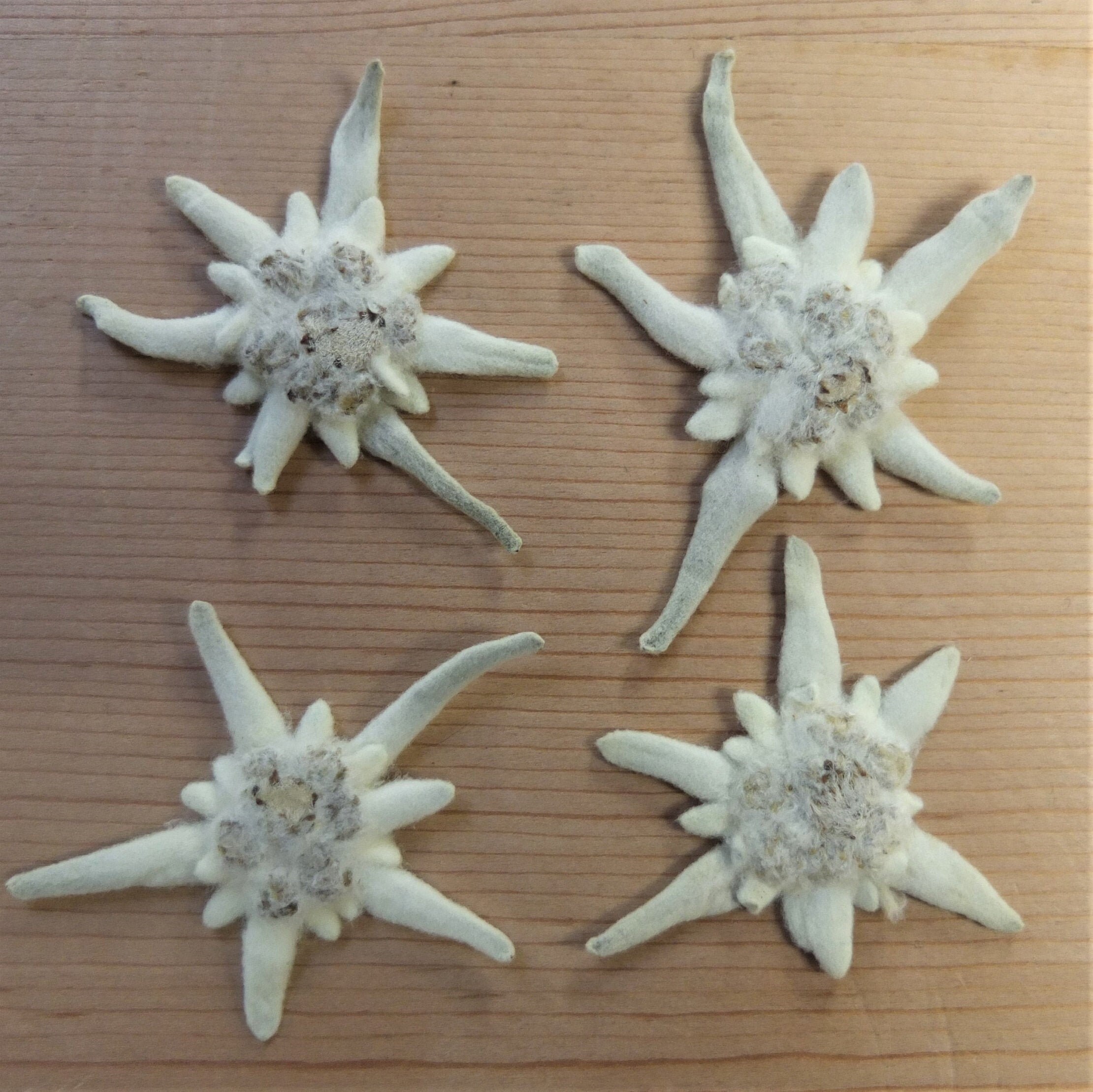 5 Pieces of Genuine Dried Edelweiss From Austria Etsy UK
