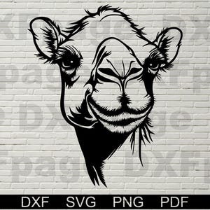 Cammello SVG Dxf, vettore di sbirciatina, file tagliati al laser, silhouette dxf, cricut Desert Animal png, clipart, design in vinile per maglietta, Medio Oriente Arabia