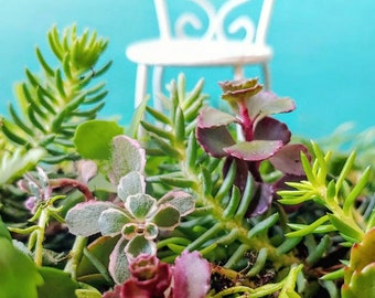 Fairy Garden Plants Etsy