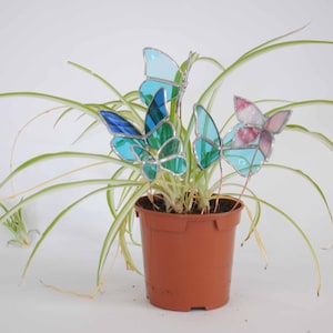 Può includere: Una pianta falangio in un vaso di plastica marrone con diversi ornamenti a forma di farfalla in vetro colorato su sottili steli metallici. Le farfalle sono realizzate in tonalità azzurro, blu scuro, verde acqua e rosa tenue, con linee di saldatura argentate.