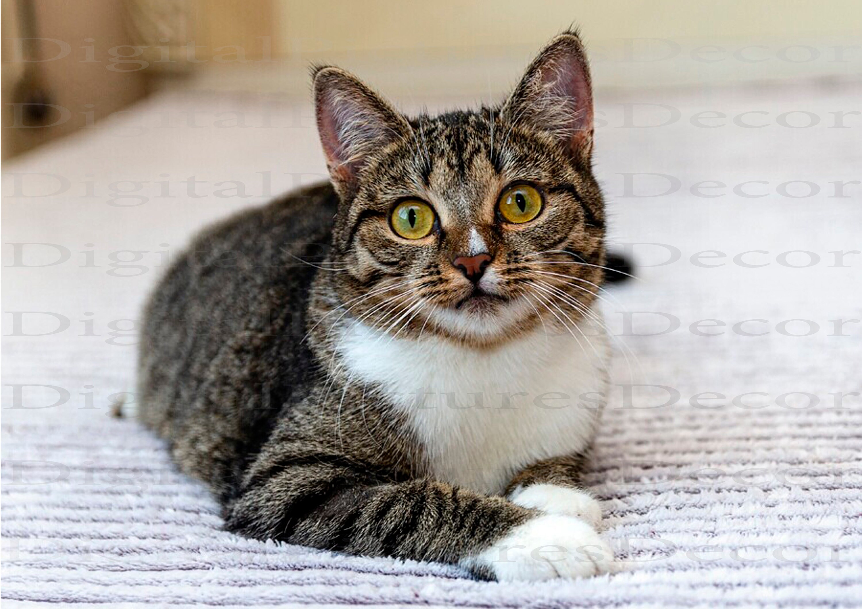 Download the file cat Digital file cat Picture cat Gray cat Etsy