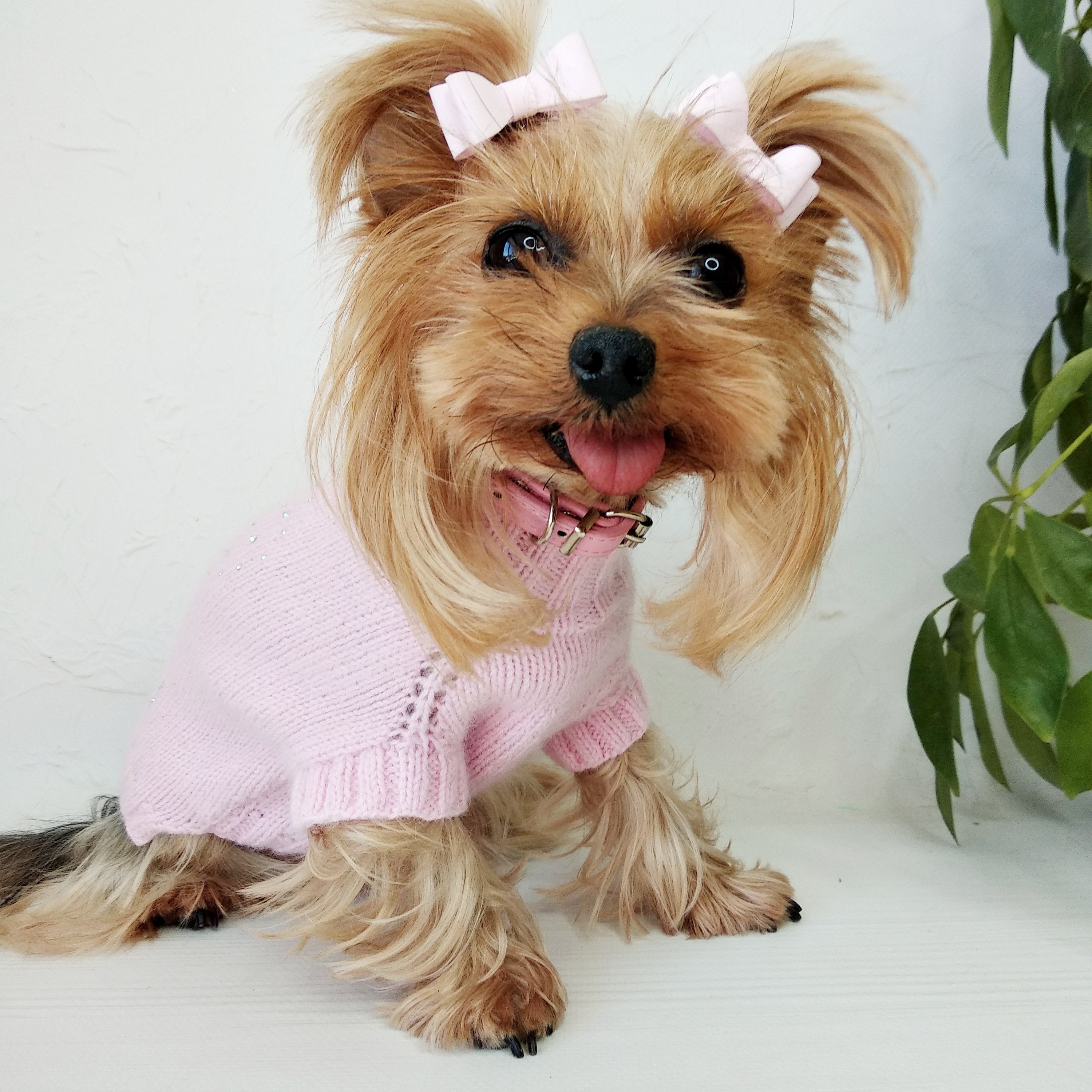 cashmere dog sweater