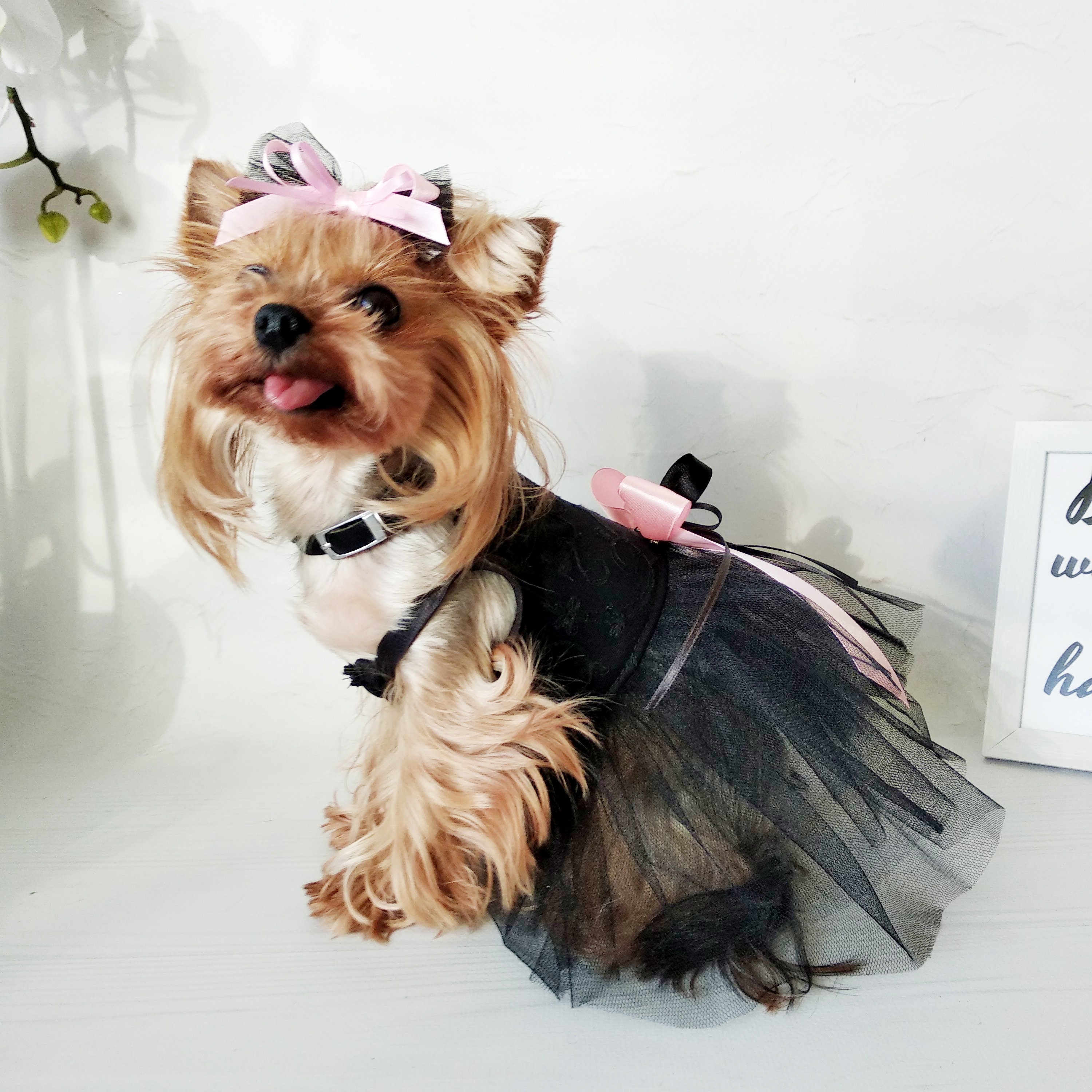 custom dog dresses
