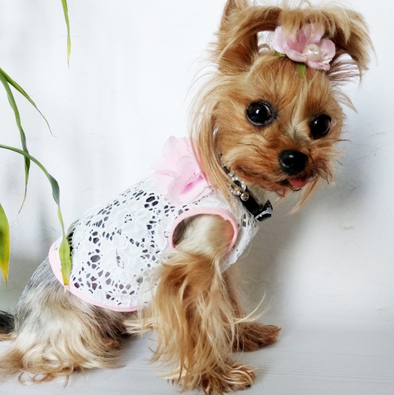 small dog designer clothes