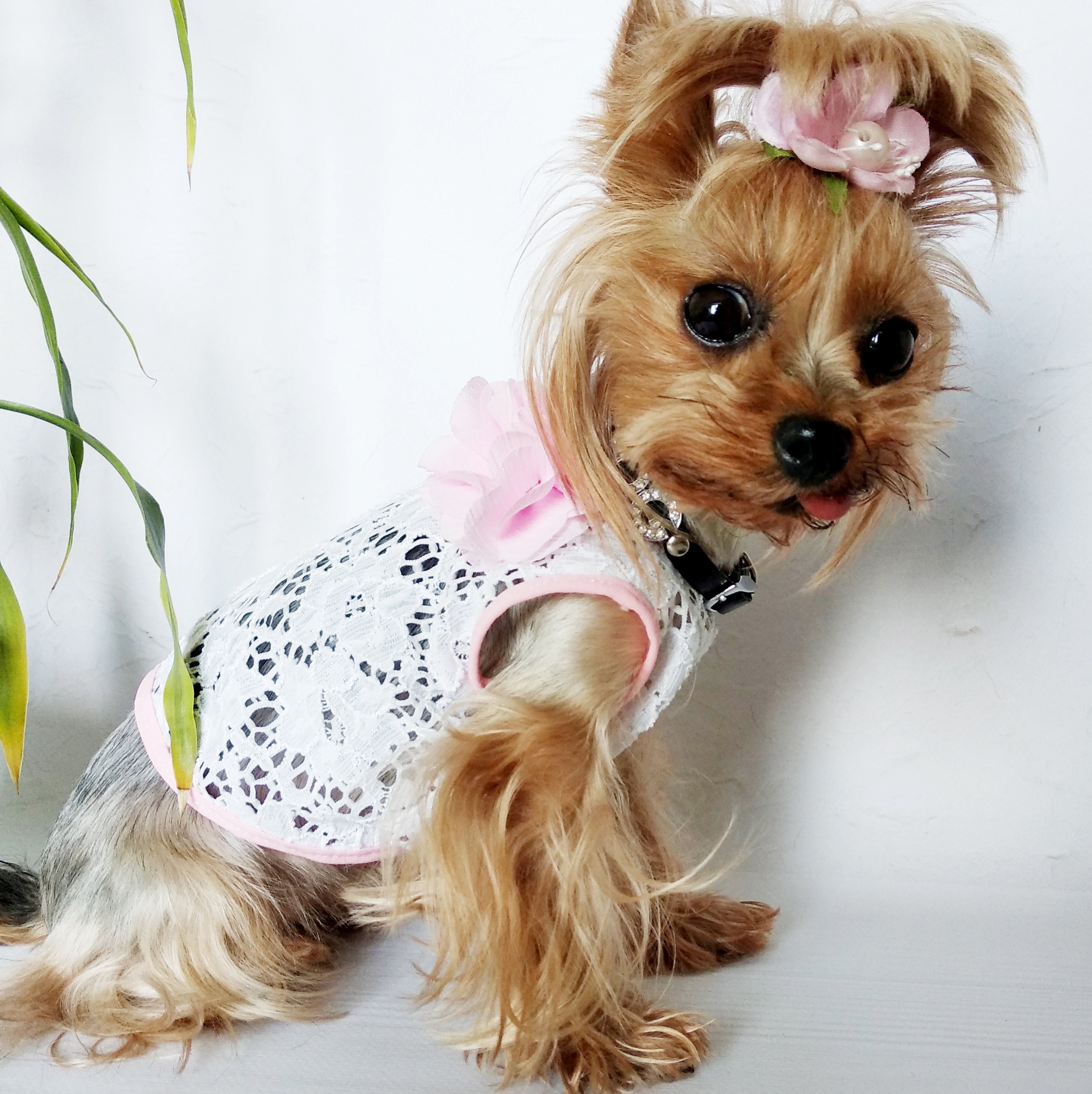 puppy designer clothes