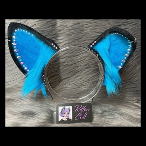 Black and Blue Dog Ears