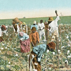 Cartolina antica con vista di lavoratori che raccolgono il cotone nel sud degli Stati Uniti. K1