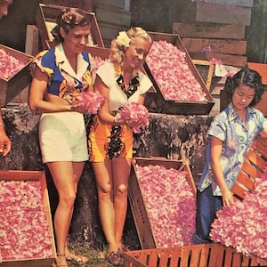 May include: Vintage photograph of women in colorful shirts and shorts holding pink flowers. Wooden crates filled with pink flower petals are in the background. The women are smiling and appear to be working in a flower shop or garden.