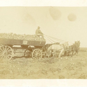 Postkarte RPPC Ansicht eines Pferdeerntewagens im Mittleren Westen der USA L1