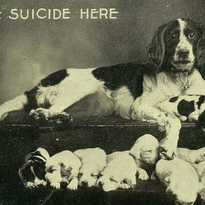 Postkarte Komischer RPPC Hund & Welpen, &quot;No Race Suicide Here&quot; Q5