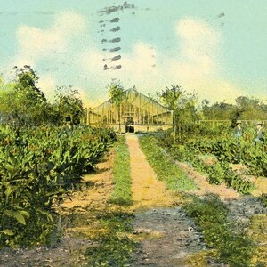 Postkarte: Ansicht von Cannas Farming in Wheeler Park, Oklahoma City, OK. L3