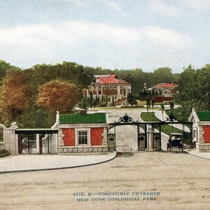 Postkarte Frühe Ansicht des Eingangs im Zoologischen Park von New York, NY. L2