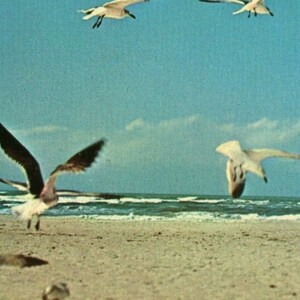 Carte postale Petite fille entourée de mouettes à Virginia Beach, VA. Q5