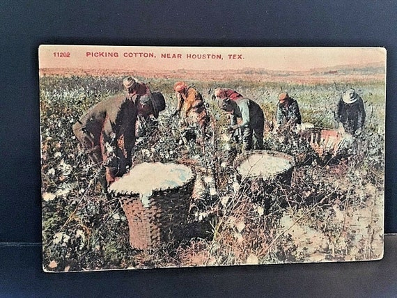 Postcard Hand Tinted View of Workers Picking Cott… - image 2